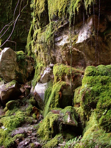 Moss Garden
